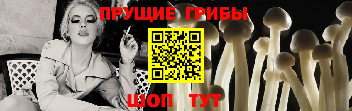 Галлюциногенные грибы Psilocybine cubensis Санкт-Петербург